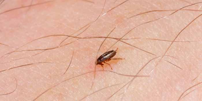 Flea Control: How To Get Rid of Fleas